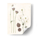 Floraciones Prensadas Iv - Grace Popp | Cuadro decorativo de Canvas Lab