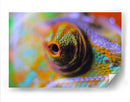 Ojo de camaleón | Cuadro decorativo de Canvas Lab