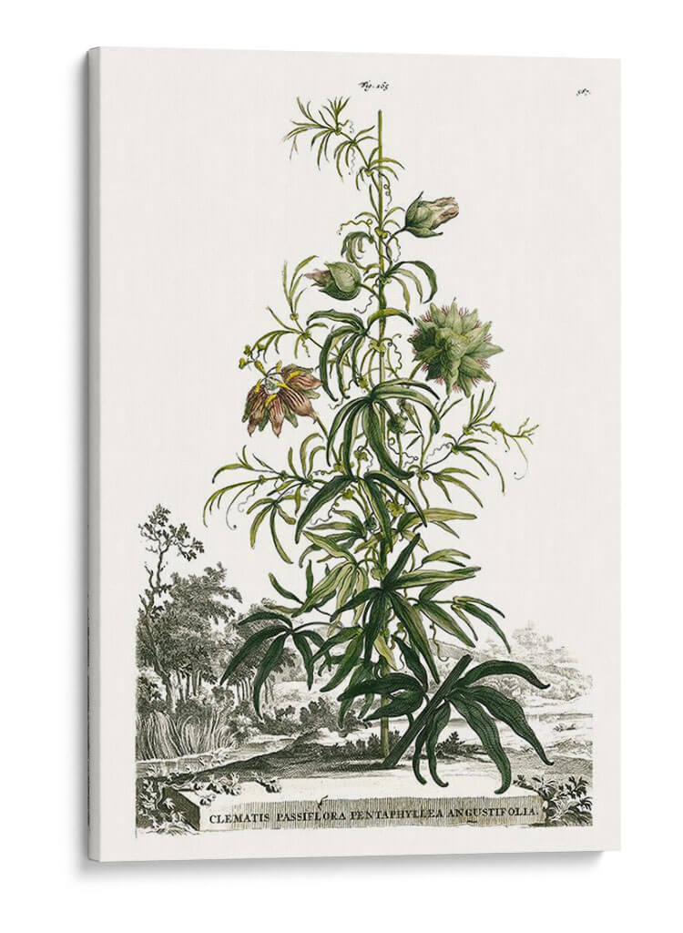 Variedades De Jardín De Munación I - Abraham Munting | Cuadro decorativo de Canvas Lab