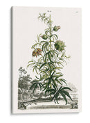 Variedades De Jardín De Munación I - Abraham Munting | Cuadro decorativo de Canvas Lab