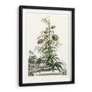 Variedades De Jardín De Munación I - Abraham Munting | Cuadro decorativo de Canvas Lab