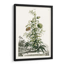 Variedades De Jardín De Munación I - Abraham Munting | Cuadro decorativo de Canvas Lab