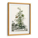 Variedades De Jardín De Munación I - Abraham Munting | Cuadro decorativo de Canvas Lab