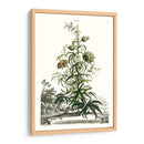 Variedades De Jardín De Munación I - Abraham Munting | Cuadro decorativo de Canvas Lab