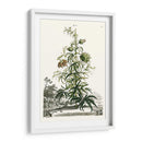 Variedades De Jardín De Munación I - Abraham Munting | Cuadro decorativo de Canvas Lab