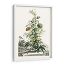 Variedades De Jardín De Munación I - Abraham Munting | Cuadro decorativo de Canvas Lab