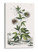 Variedades De Jardín De Munación Ii - Abraham Munting | Cuadro decorativo de Canvas Lab