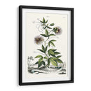 Variedades De Jardín De Munación Ii - Abraham Munting | Cuadro decorativo de Canvas Lab