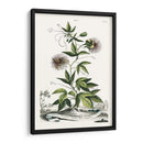 Variedades De Jardín De Munación Ii - Abraham Munting | Cuadro decorativo de Canvas Lab