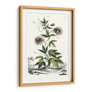 Variedades De Jardín De Munación Ii - Abraham Munting | Cuadro decorativo de Canvas Lab