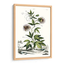 Variedades De Jardín De Munación Ii - Abraham Munting | Cuadro decorativo de Canvas Lab