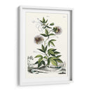 Variedades De Jardín De Munación Ii - Abraham Munting | Cuadro decorativo de Canvas Lab