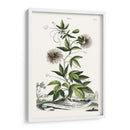 Variedades De Jardín De Munación Ii - Abraham Munting | Cuadro decorativo de Canvas Lab