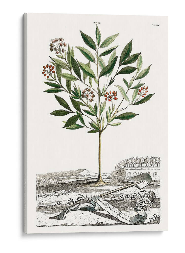 Variedades De Jardín De Munación Iii - Abraham Munting | Cuadro decorativo de Canvas Lab