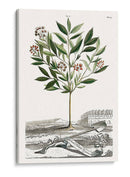 Variedades De Jardín De Munación Iii - Abraham Munting | Cuadro decorativo de Canvas Lab