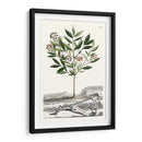 Variedades De Jardín De Munación Iii - Abraham Munting | Cuadro decorativo de Canvas Lab