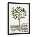 Variedades De Jardín De Munación Iii - Abraham Munting | Cuadro decorativo de Canvas Lab