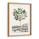 Variedades De Jardín De Munación Iii - Abraham Munting | Cuadro decorativo de Canvas Lab