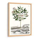 Variedades De Jardín De Munación Iii - Abraham Munting | Cuadro decorativo de Canvas Lab