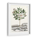 Variedades De Jardín De Munación Iii - Abraham Munting | Cuadro decorativo de Canvas Lab