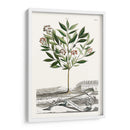 Variedades De Jardín De Munación Iii - Abraham Munting | Cuadro decorativo de Canvas Lab