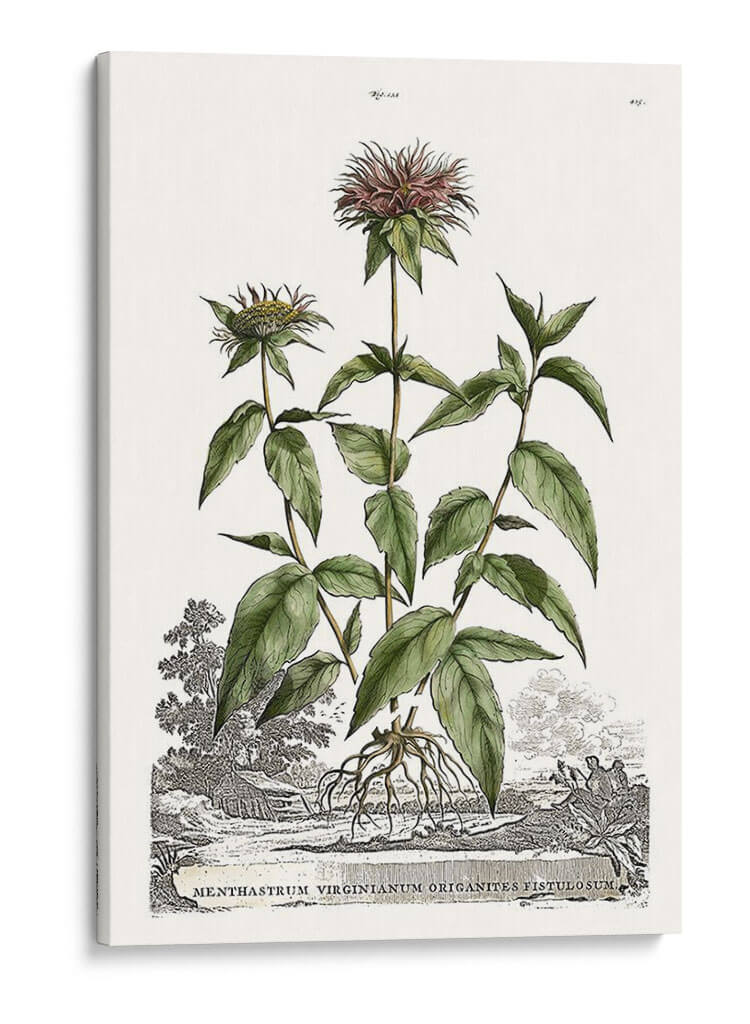 Variedades De Jardín De Munación Iv - Abraham Munting | Cuadro decorativo de Canvas Lab