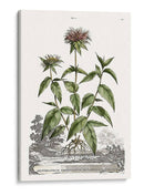 Variedades De Jardín De Munación Iv - Abraham Munting | Cuadro decorativo de Canvas Lab