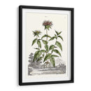 Variedades De Jardín De Munación Iv - Abraham Munting | Cuadro decorativo de Canvas Lab