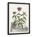 Variedades De Jardín De Munación Iv - Abraham Munting | Cuadro decorativo de Canvas Lab