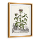 Variedades De Jardín De Munación Iv - Abraham Munting | Cuadro decorativo de Canvas Lab