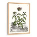 Variedades De Jardín De Munación Iv - Abraham Munting | Cuadro decorativo de Canvas Lab