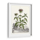 Variedades De Jardín De Munación Iv - Abraham Munting | Cuadro decorativo de Canvas Lab