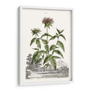 Variedades De Jardín De Munación Iv - Abraham Munting | Cuadro decorativo de Canvas Lab