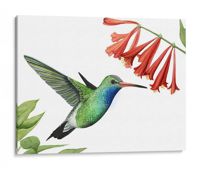 Colibrí Y Flor Ii - Grace Popp | Cuadro decorativo de Canvas Lab