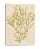 Coral De Mar Profundo I - Grace Popp | Cuadro decorativo de Canvas Lab