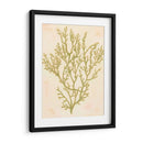 Coral De Mar Profundo I - Grace Popp | Cuadro decorativo de Canvas Lab