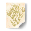 Coral De Mar Profundo I - Grace Popp | Cuadro decorativo de Canvas Lab