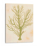 Coral De Mar Profundo Ii - Grace Popp | Cuadro decorativo de Canvas Lab