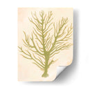 Coral De Mar Profundo Ii - Grace Popp | Cuadro decorativo de Canvas Lab