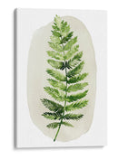 Spoy Fern Ii - Grace Popp | Cuadro decorativo de Canvas Lab