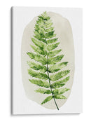 Spot Fern Iii - Grace Popp | Cuadro decorativo de Canvas Lab