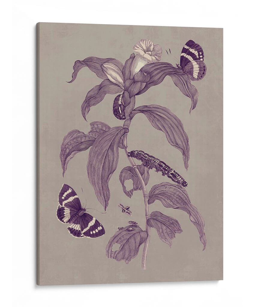 Estudio De La Naturaleza En Ciruela Y Taupe I - Maria S. Merian | Cuadro decorativo de Canvas Lab
