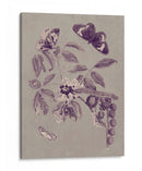 Estudio De La Naturaleza En Ciruela Y Taupe Ii - Maria S. Merian | Cuadro decorativo de Canvas Lab