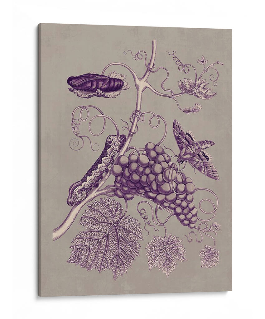 Estudio De La Naturaleza En Ciruela Y Taupe Iii - Maria S. Merian | Cuadro decorativo de Canvas Lab