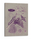 Estudio De La Naturaleza En Ciruela Y Taupe Iii - Maria S. Merian | Cuadro decorativo de Canvas Lab