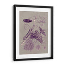 Estudio De La Naturaleza En Ciruela Y Taupe Iii - Maria S. Merian | Cuadro decorativo de Canvas Lab