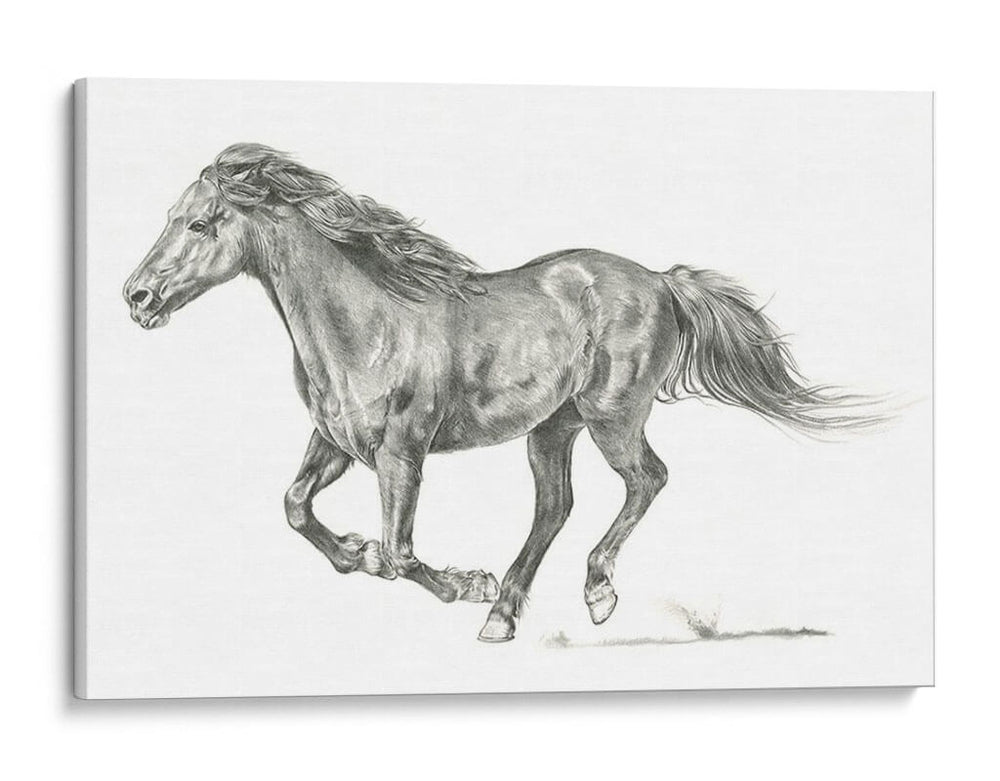 Retrato De Caballo Salvaje I - Jennifer Paxton Parker | Cuadro decorativo de Canvas Lab
