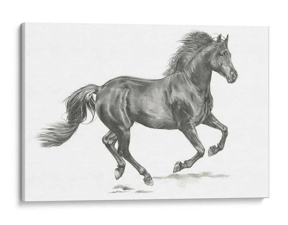 Retrato De Caballo Salvaje Ii - Jennifer Paxton Parker | Cuadro decorativo de Canvas Lab