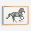 Retrato De Caballo Salvaje Ii - Jennifer Paxton Parker | Cuadro decorativo de Canvas Lab