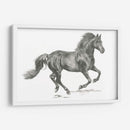 Retrato De Caballo Salvaje Ii - Jennifer Paxton Parker | Cuadro decorativo de Canvas Lab